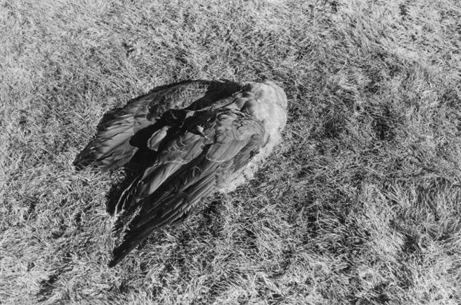 一张黑白照片，描绘了一只被斩首的鸟侧身躺在草地上.