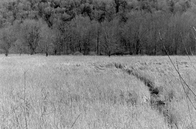 一张黑白照片，沼泽地通向一座树木繁茂的小山. 照片下半部分的沼泽长满了高大的芦苇. 前景中可以看到一些小树枝. 在照片的左手边，一条狭窄的水流向林木线回流. 照片的上半部分描绘了一片茂密的光秃秃的树林.